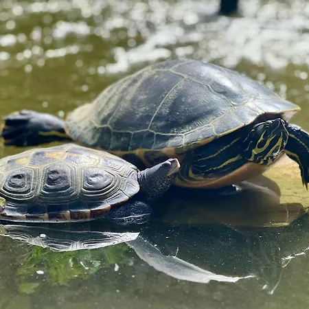Casa de hóspedes Open Sky Dénia